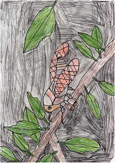 Visual Arts: Insect drawings - Rania